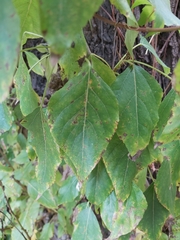 Populus × berolinensis