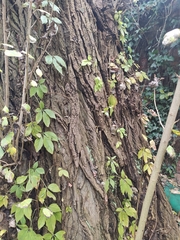 Populus × berolinensis