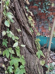 Populus × berolinensis