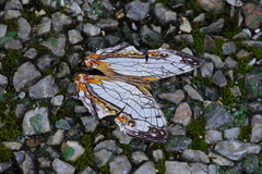 Cyrestis thyodamas mabella