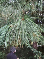 Pinus × schwerinii