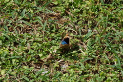 Junonia orithya orithya