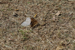Junonia orithya orithya