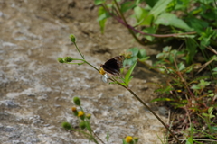 Junonia orithya orithya