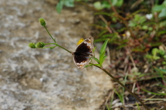 Junonia orithya orithya