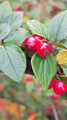 Cotoneaster wardii