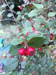Cotoneaster wardii