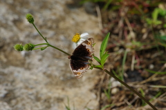 Junonia orithya orithya