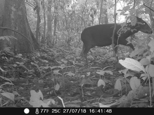 Light-backed Duiker