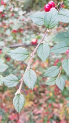 Cotoneaster wardii