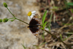 Junonia orithya orithya