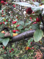 Cotoneaster wardii