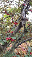 Cotoneaster wardii
