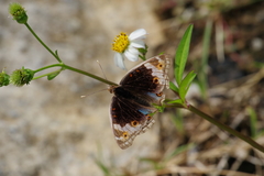 Junonia orithya orithya
