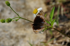 Junonia orithya orithya