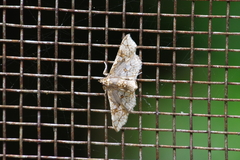 Omphisa anastomosalis