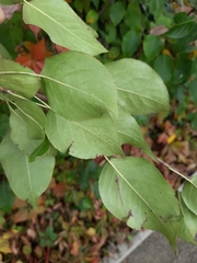Pyrus ussuriensis