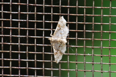 Omphisa anastomosalis