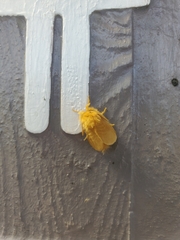 Megalopyge pyxidifera