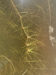 Isolepis rubicunda