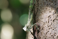 Diploderma polygonatum polygonatum