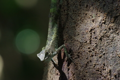 Diploderma polygonatum polygonatum