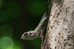 Diploderma polygonatum polygonatum