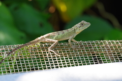 Diploderma polygonatum polygonatum