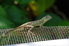 Diploderma polygonatum polygonatum
