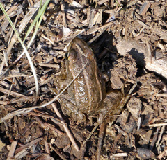 Pelophylax perezi