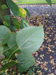 Tilia euchlora