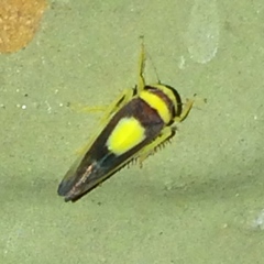 Colladonus clitellarius