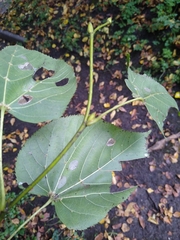 Tilia euchlora