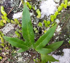 Pyrrosia polydactylos