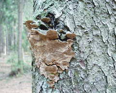 Phellinus abietis