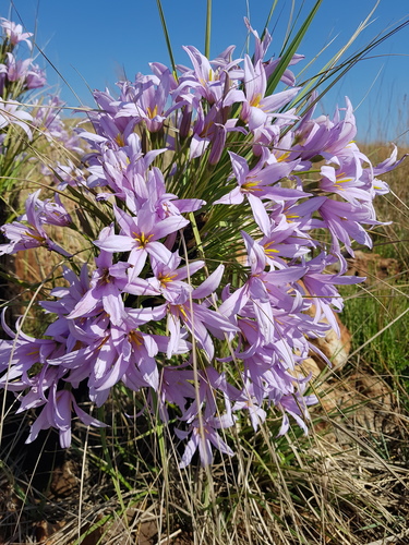 Xerophyta retinervis