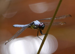 Libellula flavida