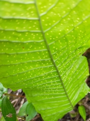 Microsorum membranaceum