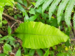 Microsorum membranaceum