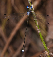 Lestes tenuatus