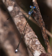 Lestes tenuatus