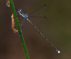 Lestes tenuatus