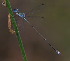 Lestes tenuatus
