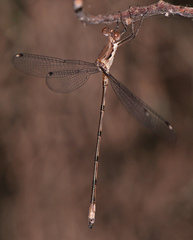 Lestes sigma