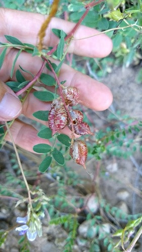 Astragalus lentiginosus var. oropedii