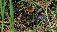 Drymarchon melanurus erebennus