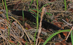 Drymarchon melanurus erebennus