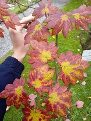 Acer japonicum