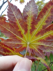 Acer japonicum