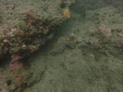 Trisopterus capelanus